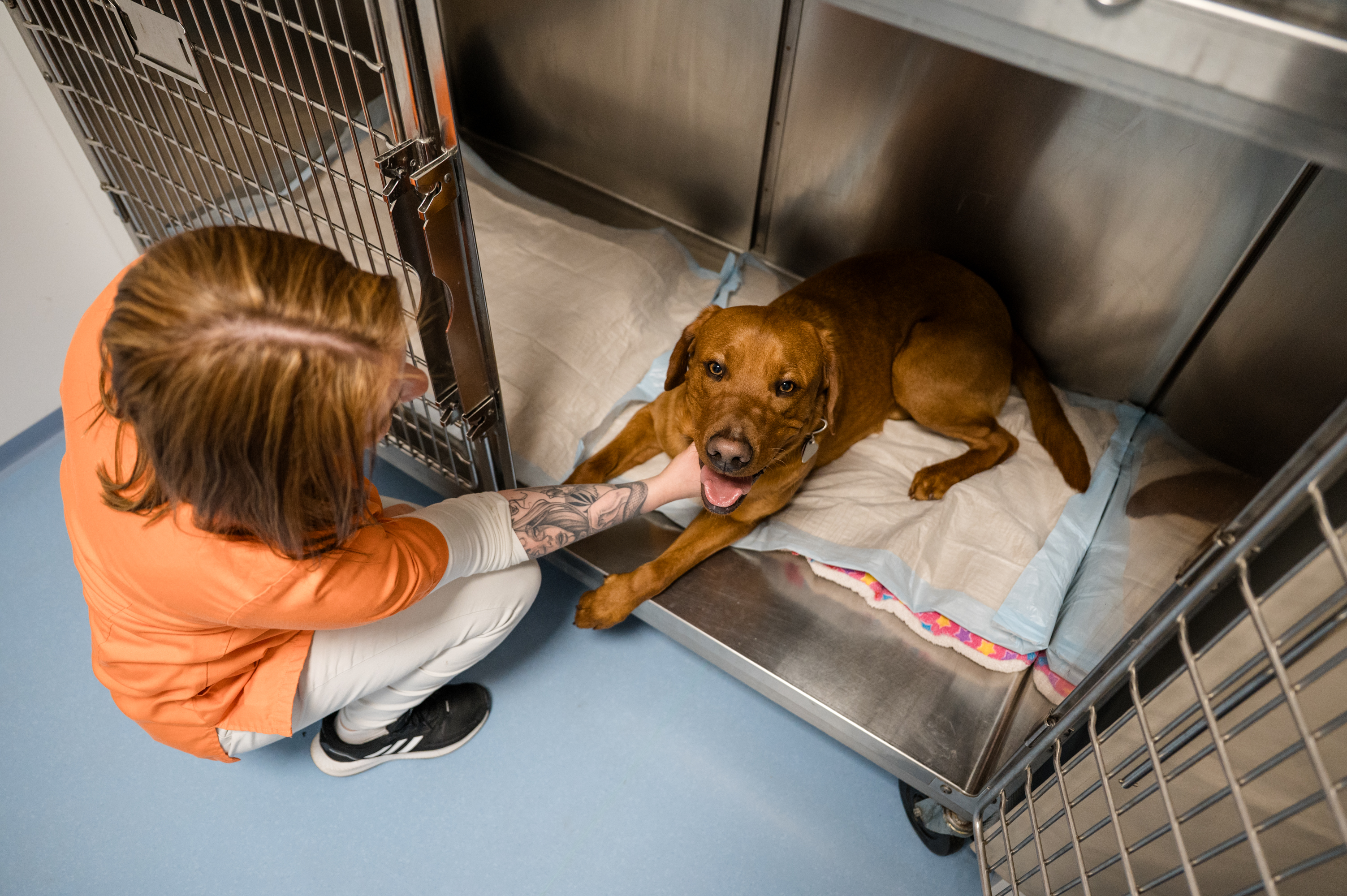 Entspanntes Aufwachen für Ihren Liebling in unserem Ruheraum